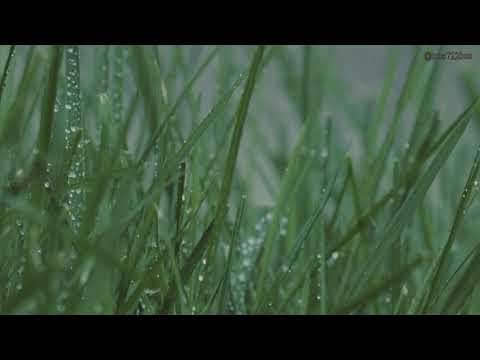 القرءان الكريم سورة الكهف الآية 45 واضرب لهم مثل الحياة الدنيا مونتاج