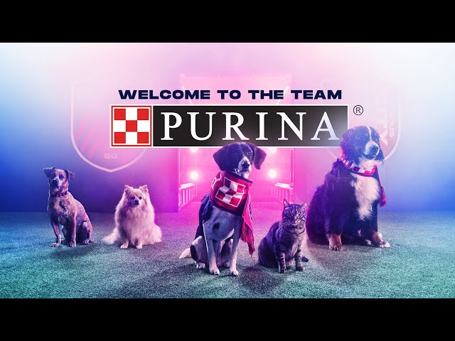 y - St Louis CITY SC on X: ICYMI: We just revealed that @Purina is our  first Founding Partner and now you can watch every paw-some second of the  announcement with @BetzKindle