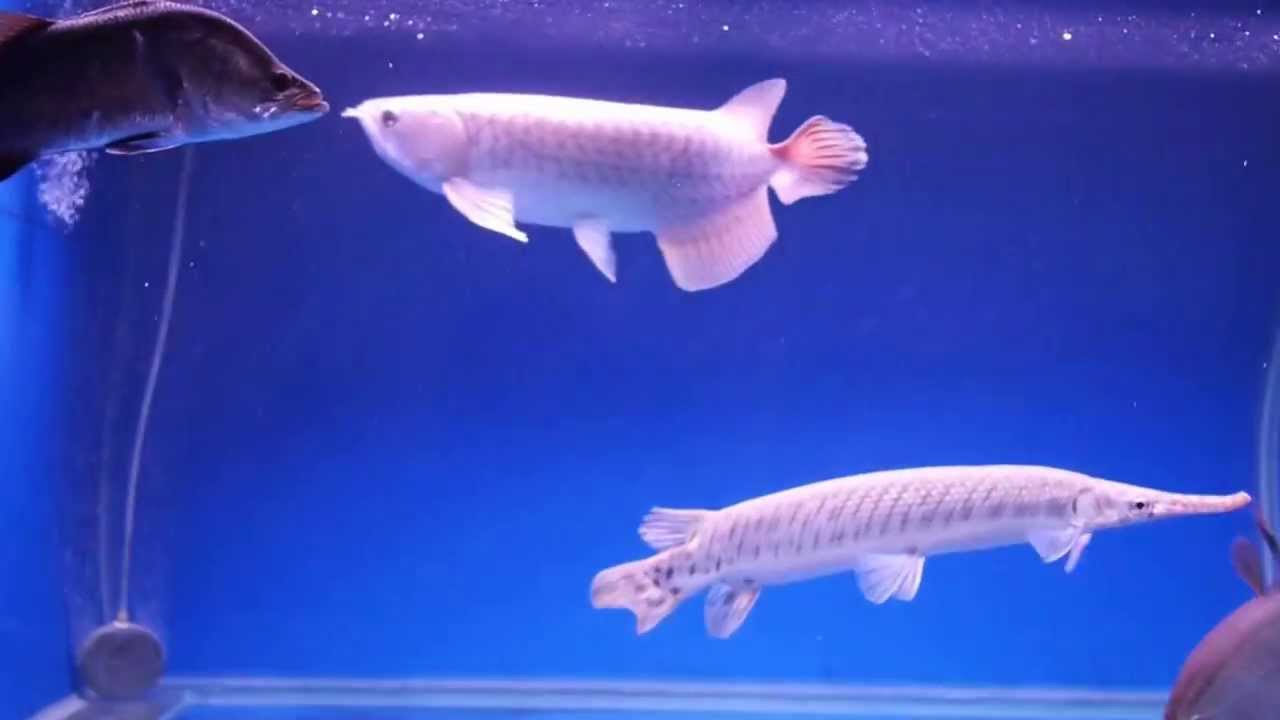 室内水槽 のブログ記事一覧 大型魚飼育 In 神秘の国インドネシア 室内水槽 のブログ記事一覧 大型魚飼育 In 神秘の国インドネシア