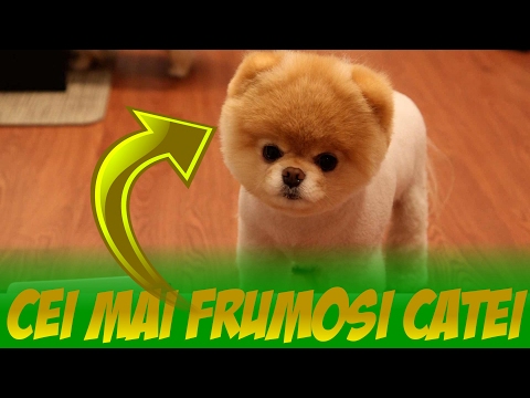 Video: Cei Mai Frumoși Câini