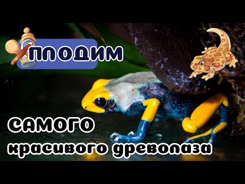 Древолазы Павлины обрели самца! И СРАЗУ отложили икру!