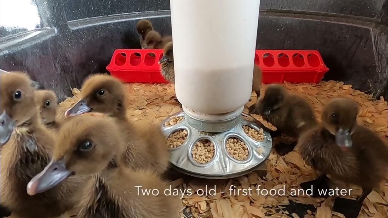 Hatching Khaki Campbell Ducklings Egg Thru First Week YouTube