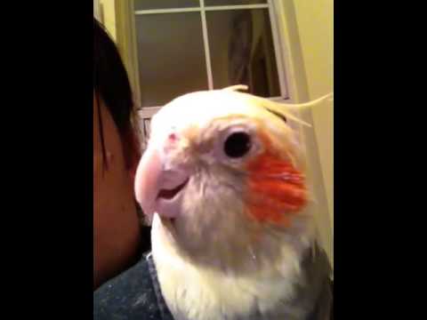 Cockatiel talking