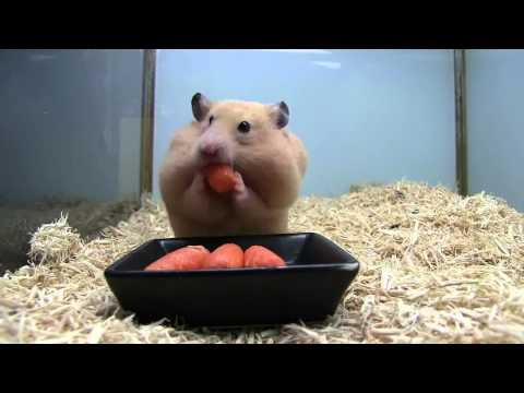 Video: Hamsterlar Ne Yiyebilir? Havuç, Üzüm, Domates Ve Daha Fazlası