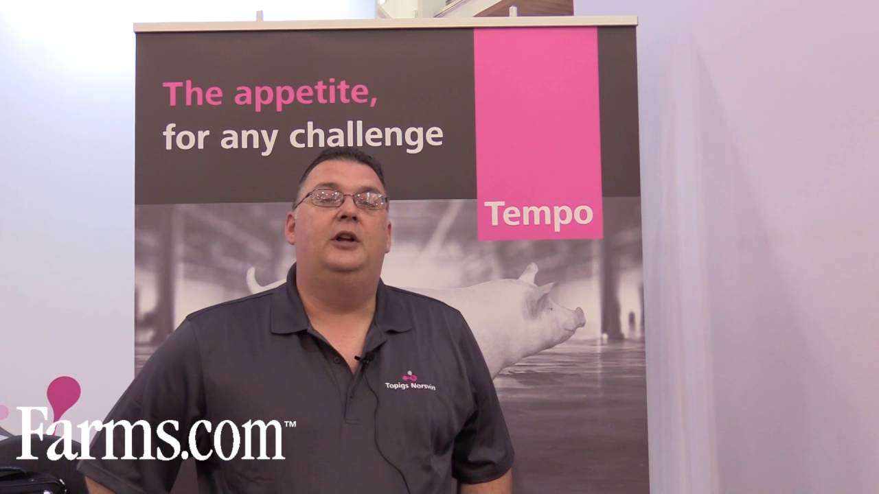 The New Tempo Boar By Topigs Norsvin