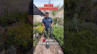 Aqui les presento el Arbol Encino Siempreverde🌳