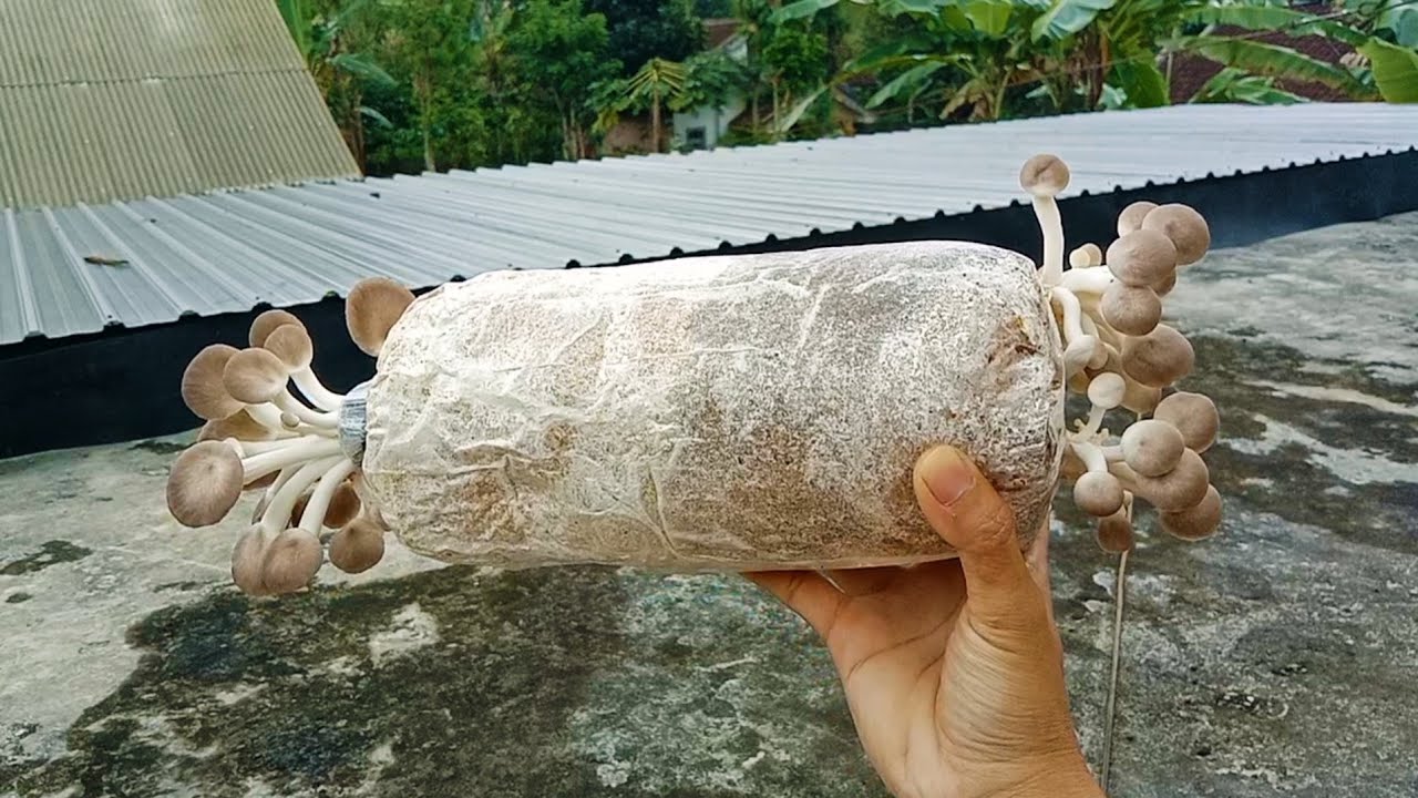 Solusi Agar Jamur Tiram Coklat Cepat Panen..!! YouTube