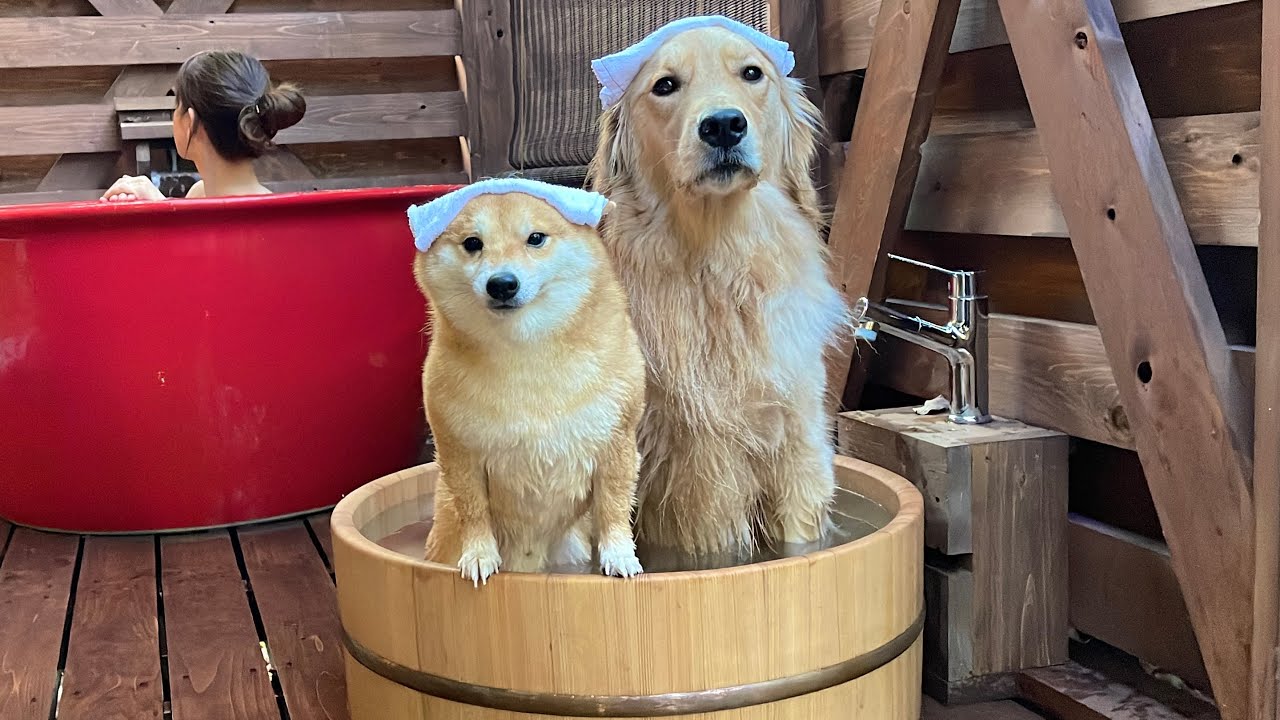 仕事終わりに愛犬と一緒に入る温泉は最高すぎました. - YouTube