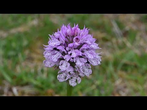 Video: Naturschutzgebiete Von Chakassien