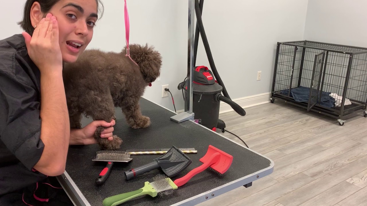 🐾Brushing your dog 🐾 How to brush a dog 🐾 Brushing and coat maintenance