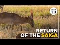 Return of the Saiga antelopes in Kazakhstan