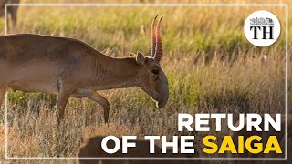 Return of the Saiga antelopes in Kazakhstan