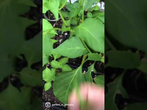 Video: Ska jalapeno-växter satsas?