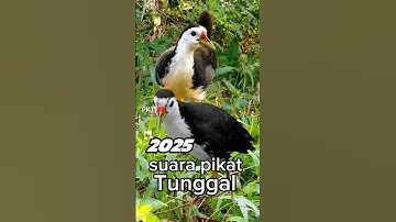 SUARA PIKAT RUAK RUAK TUNGGAL TERBARU 2025 AMPUH #youtubeshorts #videoshort #birdsong