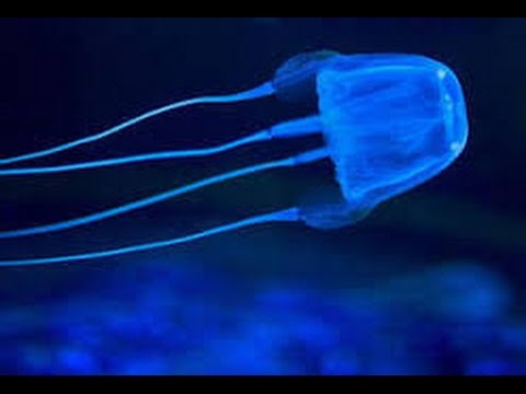 #eustonews cubomedusa nel Porto di Monopoli - YouTube