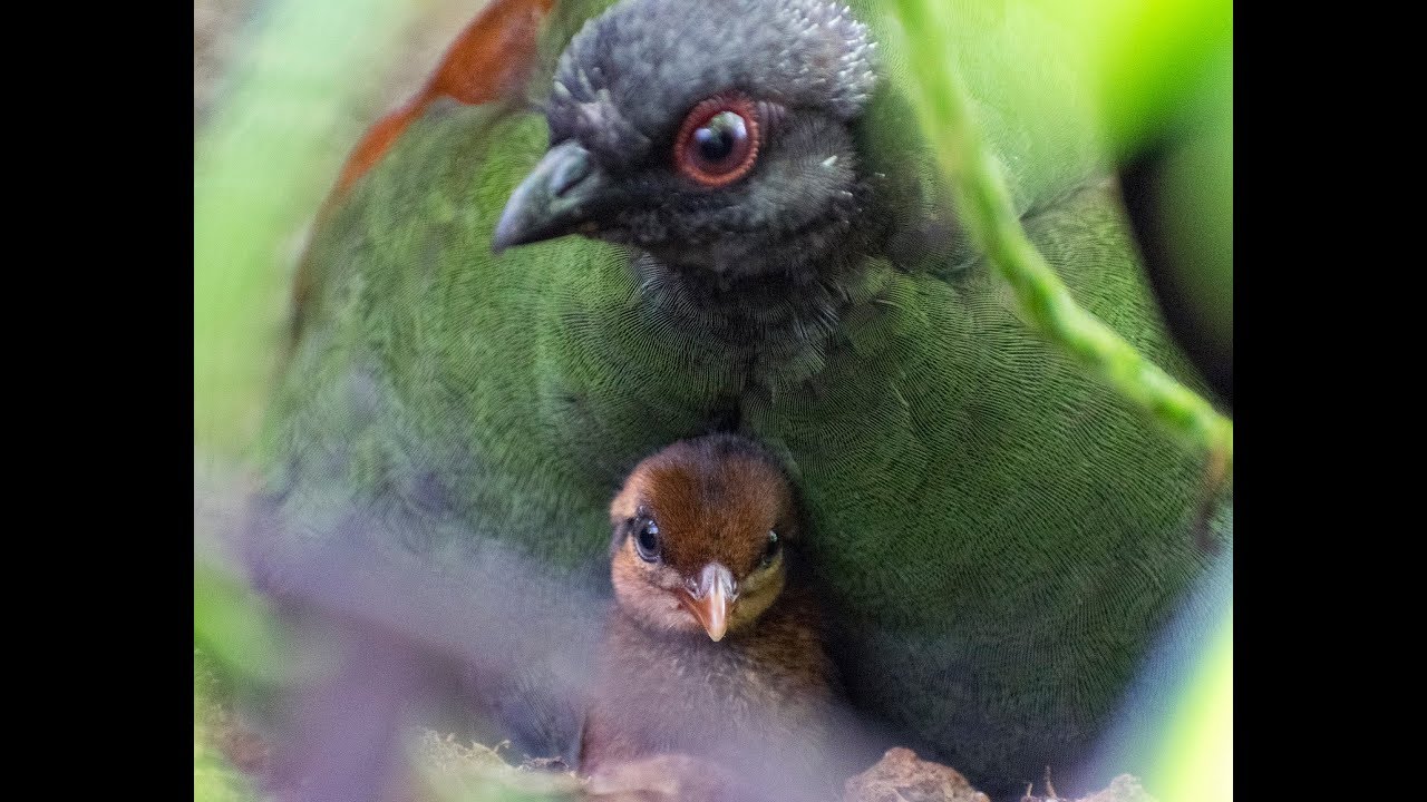 Welcoming a Pair of Crested Wood Partridge Chicks to Our Butterfly Garden