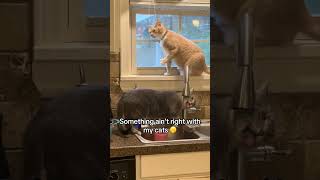 They both got their own issues 🤪🤪 #cat #cats #kitten #kittens @brittneymack_