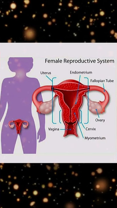 Female reproductive organs # uterus # ovary # fallopian tube # endometrium # cervix # myometrium