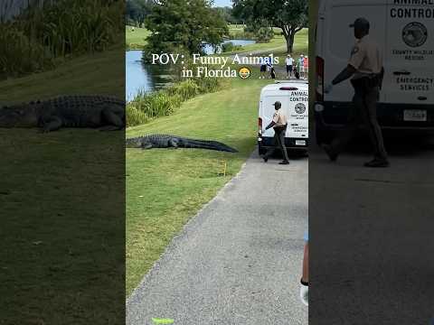 Tell me you live in Florida without telling me. ☀️🐊#floridaman  #alligator #floridalife #fyp #pov