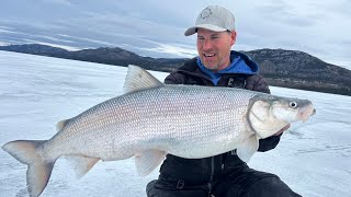 Ice Fishing for SheeFish In the Yukon