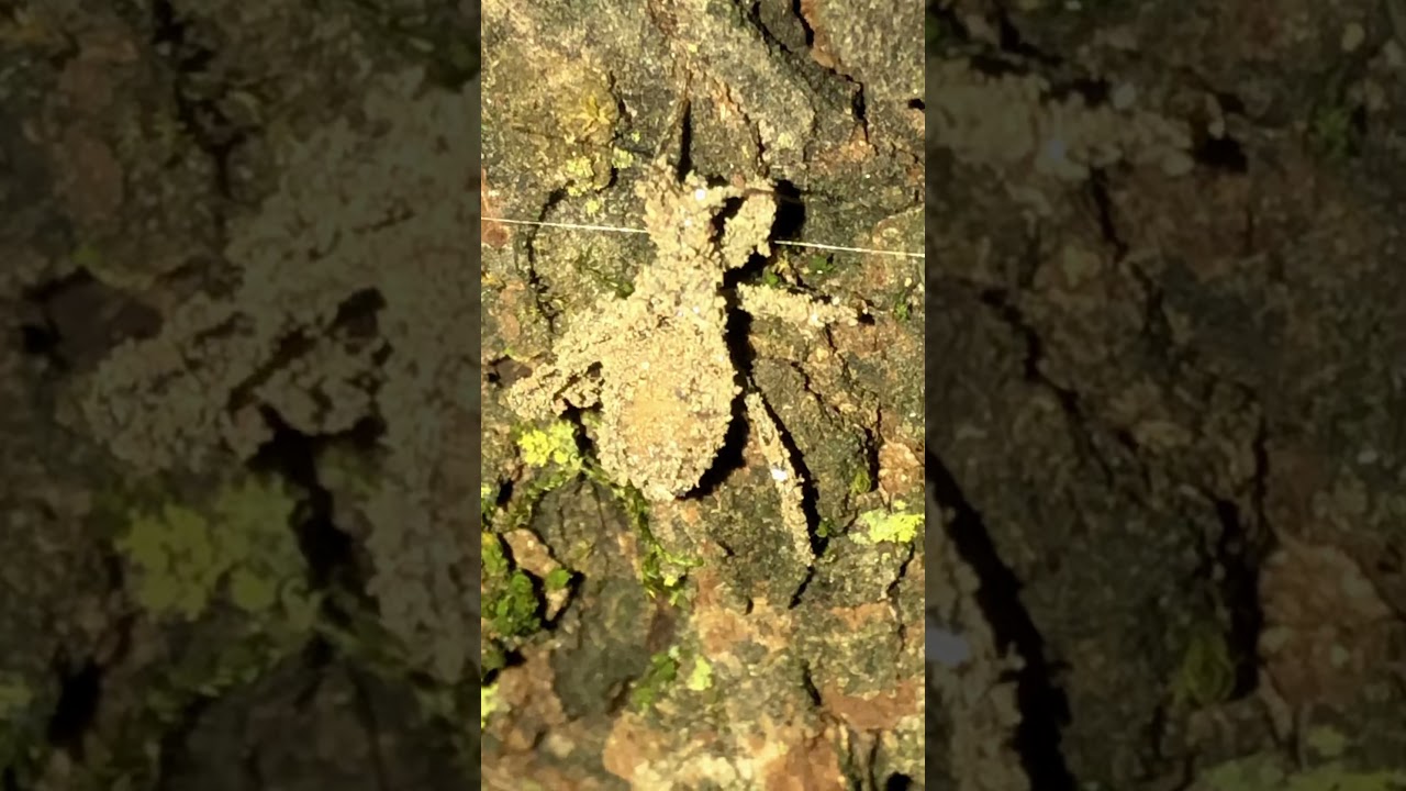 Masked Hunter assassin bug nymph camouflaged in dust