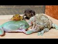 Thief frog【Michael】Mustard also punches anger【Amazonmilkfrog& Australiangreentreefrog& Azuma toad】