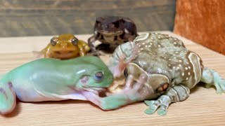 Thief frog【Michael】Mustard also punches anger【Amazonmilkfrog& Australiangreentreefrog& Azuma toad】