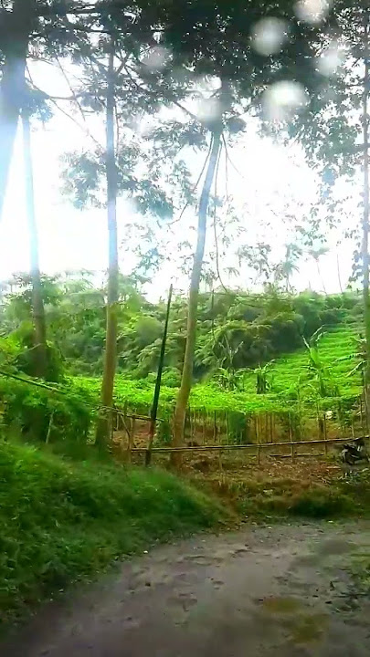 Harmony - Padi #music #lagu #musik #statuswa #storywa #musicvideo #viral #wastory #storywagalau