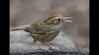 Tiếng chim chuối tiêu ngực đốm cho anh em đi bẩy