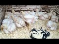 معلقة منه يوميا يساوى 5 كيلو وزن على رمضان وافضل طريقة لاستخدام الجير للفراخ البيضاء لازم تعملى كده