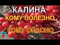 Калина. Свойства калины. Калина на зиму.