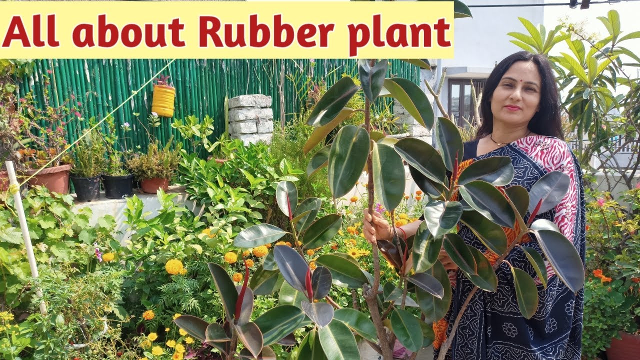 All about *RUBBER PLANT* - caring tips and propagation tricks