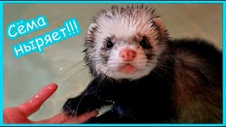 Сема ныряет!!!! Хорёк Ларин научился плавать!!!! Сема ныряет!!!! Хорёк Ларин научился плавать!!!!