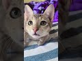 #funny #cat #shortvideo #shorts