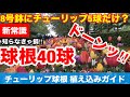 【完全版 チューリップ植え込みガイド】絶対コレ見てください‼︎全てが詰まっています。これから植える方、既に植えた方、必見です‼︎Ver243【カーメン君】【チューリップ】【球根】【bulb】【育て方】