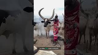 How Cow Horns are Traded in China  #facts #viral #celebration