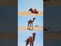 ЁЯжЩ Meet Choyerita The First Female Camel Born In Cabo Ozeanity Experiences ЁЯжЩ Meet Choyerita The First Female Camel Born In Cabo Ozeanity Experiences