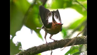 Amazing club winged manakin mating display video by Hans Heinz in Ecuador