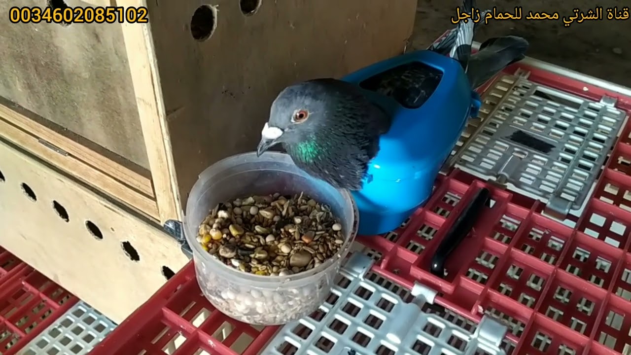 كاريت ديال صقر 🦅 دكر ممتازة في المستعجلة 👁️👁️😷👁️😷