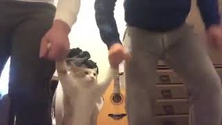 Kedi Horon