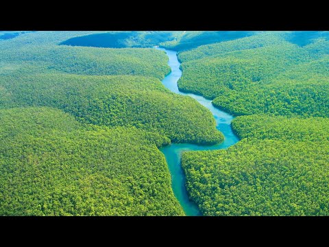 Дикая Природа: Амазонки
