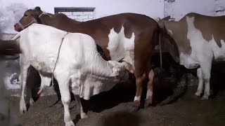 Expensive Qurbani and Milk Animals 2021 | Haji Asghar Nimko Wale Multan | by Sapal's Joke Studio 780 views 3 years ago 6 minutes, 9 seconds