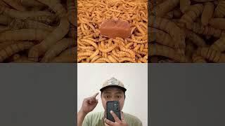 experiment of putting chocolate on insects ‼️