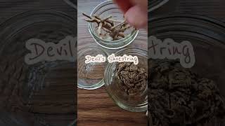 Wake em up! 🗣 #hoodoo #conjure #rootwork #devilsclaw   #devilsshoestring #highjohntheconquererroot
