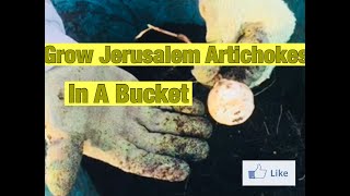 Grow Jerusalem Artichokes a.k.a. Sunchokes in a small bucket | E15 #jerusalemartichoke #gardening