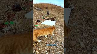 Kimsenin Giremediği Kediler Vadisi