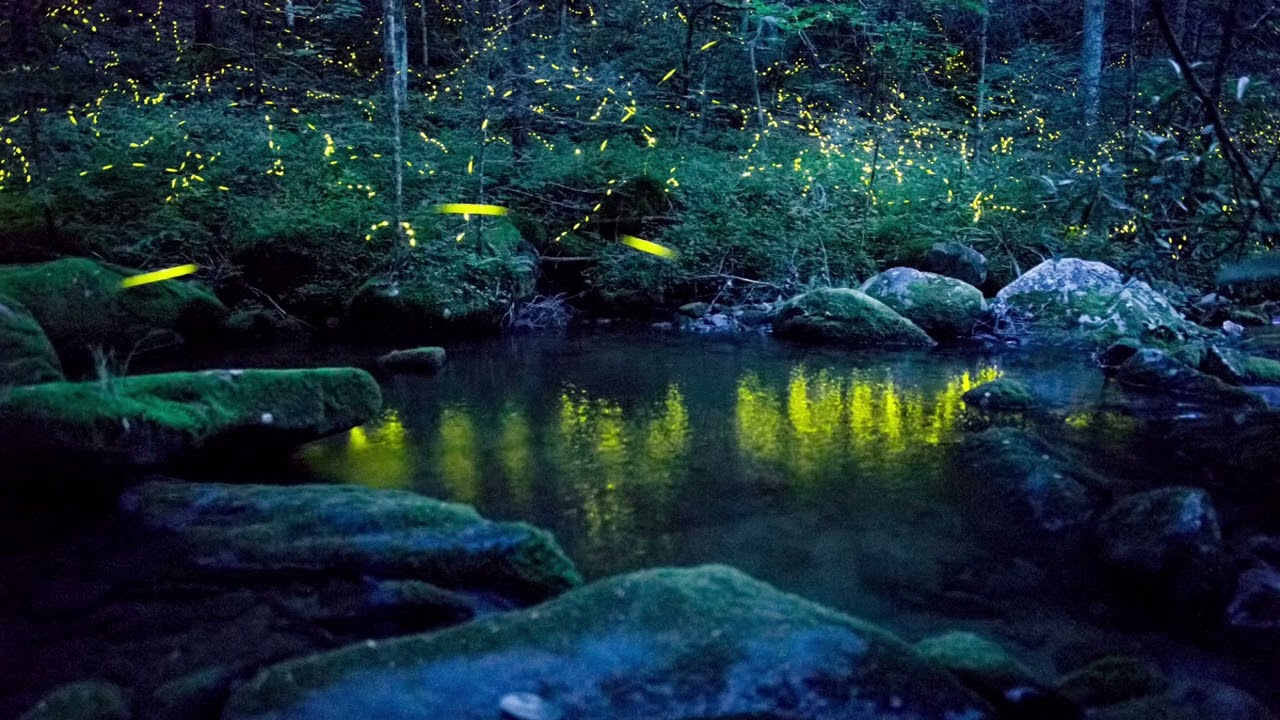 Fireflies- Owl City(slowed + reverb)