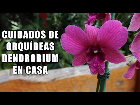 Video: Orquídea dendrobium nobile: cuidados en el hogar