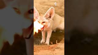 Fennec Balto Fire Master Mobile