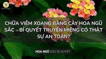 CHỮA VIÊM XOANG BẰNG CÂY HOA NGŨ SẮC - BÍ QUYẾT TRUYỀN MIỆNG CÓ THẬT SỰ AN TOÀN?